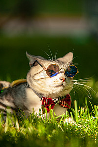 动物夏日摄影照片_宠物猫白天带墨镜的小猫在草地上一脸严肃摄影图配图