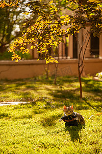 宠物猫夕阳下穿制服的小猫树阴下的草地上站着摄影图配图