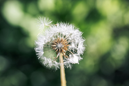 国潮植物花摄影照片_绿色夏季植物成熟的蒲公英摄影图配图