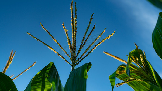 玉米花朵夏至玉米树田园开花摄影图配图