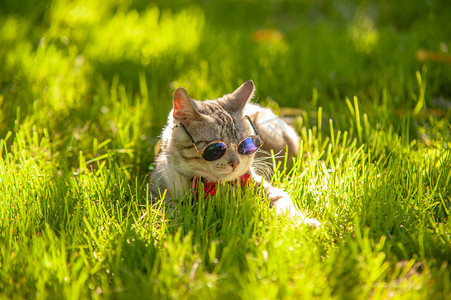 猫咪桌面壁纸摄影照片_宠物猫白天带墨镜的小猫在草地上趴着摄影图配图