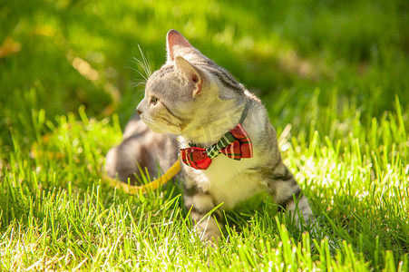 宠物猫白天打领结的小猫在草地上玩耍摄影图配图