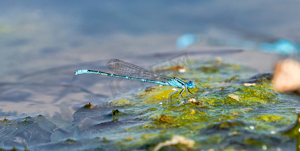 夏天野外昆虫清晨一只蜻蜓户外水面落下休息摄影图配图