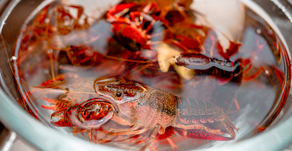 夏天应季美食白昼鲜活小龙虾室内盆内游动的小龙虾摄影图配图