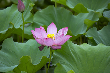 荷花池塘背景摄影照片_夏季夏至荷花花瓣花芯摄影图配图