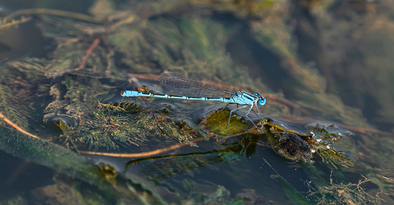 夏天户外昆虫白昼一只蜻蜓水面上停留休息摄影图配图