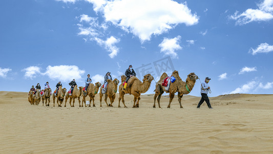 骆驼摄影摄影照片_沙漠骆驼上午驼队夏季素材摄影图配图