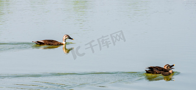 夏天水禽动物白昼一对水鸭户外湖泊在水面游泳摄影图配图