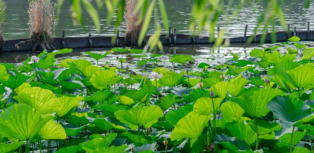 夏天荷花风光白昼一片荷花池户外前景拍摄摄影图配图