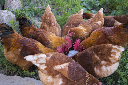 家禽白天母鸡室外觅食摄影图配图