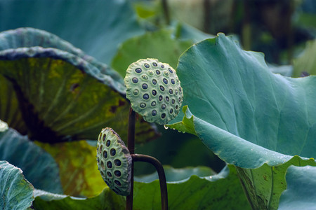 早晨户外两朵莲蓬在夏天生长成熟摄影图配图