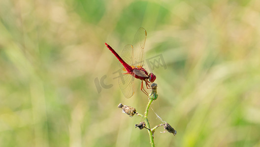 夏天野外昆虫白昼一只红蜻蜓户外植物上落下休息摄影图配图