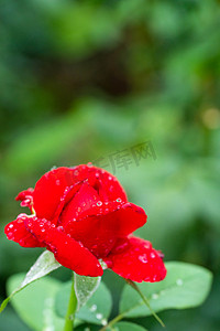 朵摄影照片_花卉白天月季花花园雨中花朵摄影图配图