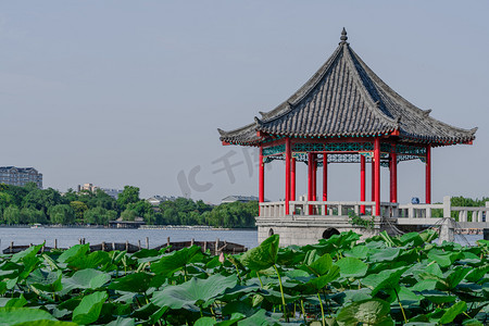 夏天风光白昼凉亭观赏荷花池户外拍摄摄影图配图