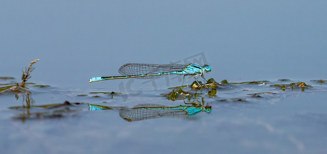 夏天野外昆虫白昼一只蜻蜓户外水面停留休息摄影图配图