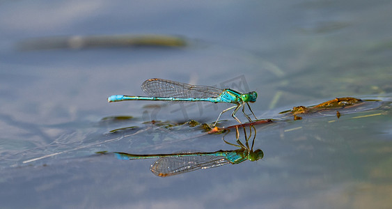 夏天野外昆虫白昼一只蜻蜓户外落在水面上停留休息摄影图配图