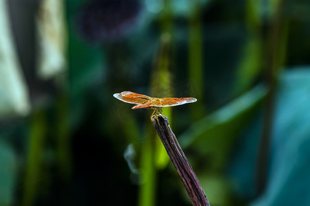早晨户外一只小蜻蜓立在枯荷上游玩摄影图配图