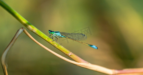 夏天昆虫摄影照片_夏天野外昆虫清晨一只蜻蜓户外落在植物茎上休息摄影图配图