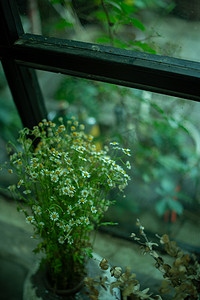 复古风景图摄影照片_文艺图片白天窗前的小雏菊室内文艺唯美桌面图摄影图配图