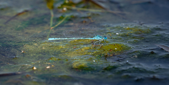 夏天野外昆虫清晨一只蜻蜓户外水面上停留休息摄影图配图
