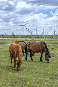 草原牧场上午马匹夏季素材摄影图配图