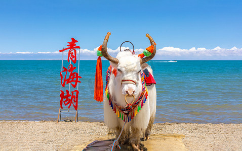 夏天摄影照片_青海夏天西宁青海湖牦牛摄影图配图