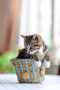 手绘咪咪零食摄影照片_宠物猫白天猫咪篮子里玩摄影图配图