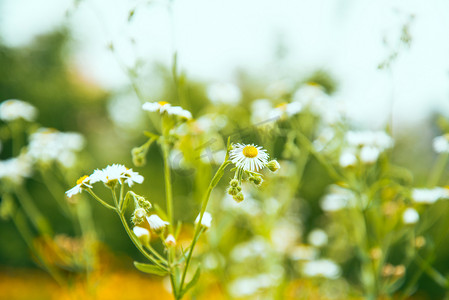 植物白天小雏菊花海盛开摄影图配图