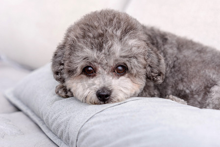泰迪宠物狗摄影照片_城市汪星人白天一只小狗枕头上趴着摄影图配图