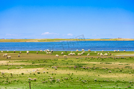 湖边摄影照片_青海夏天西宁青海湖羊群摄影图配图