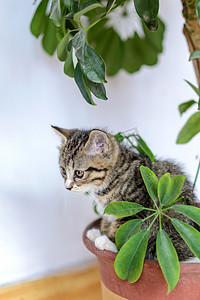 萌宠世界白天小猫室内玩耍摄影图配图