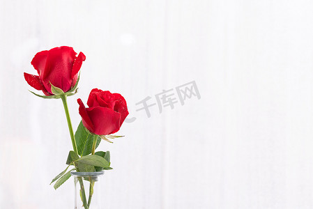 红玫瑰情人节清新白色背景素材摄影图配图