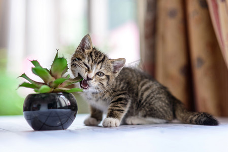 绿植摄影照片_喵星人白日小猫猫和绿植玩耍摄影图配图