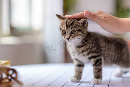 小猫摄影照片_宠物猫白天小猫室内抚摸摄影图配图