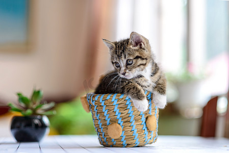 萌宠白日小猫咪篮子里玩摄影图配图