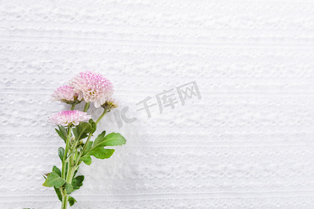 鲜花植物摄影照片_植物白天一朵雏菊白色背景摆放摄影图配图