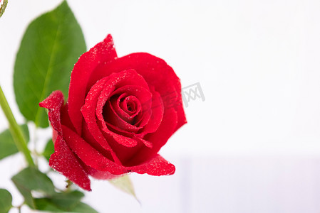 情人节红玫瑰清新白色背景摄影图配图