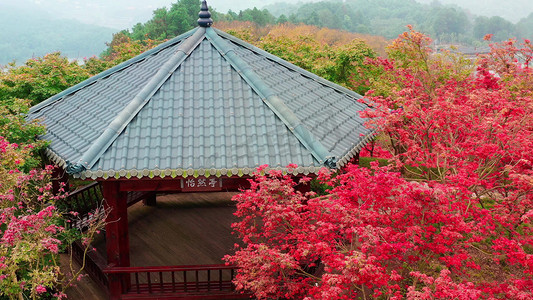 航拍凉亭前秋天红枫叶风景素材