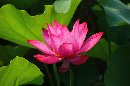 红莲子摄影照片_长沙桃子湖早晨荷花荷叶荷花莲子摄影图配图