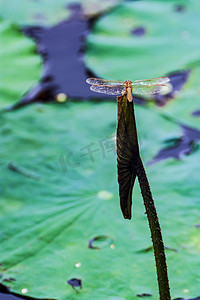 白天户外小蜻蜓立在荷叶上歇息摄影图配图