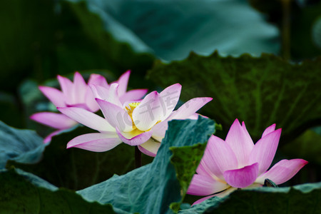 白天户外三朵荷花在夏天盛开摄影图配图