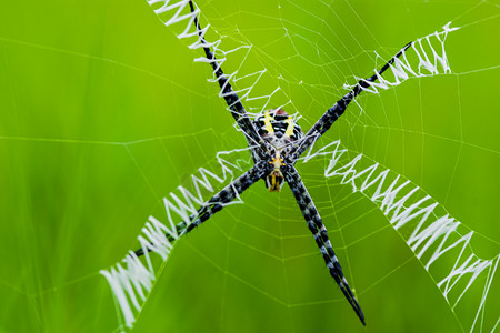 结网蜘蛛摄影照片_白天户外一只蜘蛛在结网觅食摄影图配图