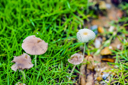 白天雨后小蘑菇在草地里生长摄影图配图