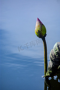 户外白天一朵荷花花苞在湖水中生长摄影图配图