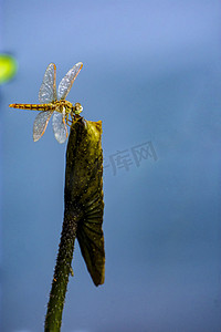 白天户外一只小蜻蜓立在枯荷上游玩摄影图配图