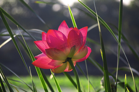 长沙桃子湖早晨荷花花瓣花芯摄影图配图