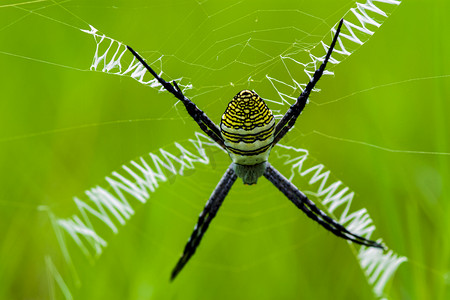 白天户外一只蜘蛛在结网捕食摄影图配图