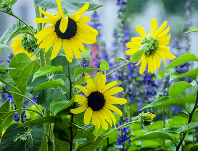 白天户外向日葵花在夏天里盛开摄影图配图