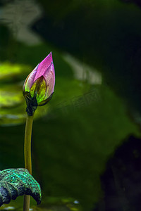 白天户外雨后荷花花苞欲放摄影图配图