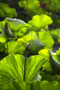 绿色蜻蜓摄影照片_长沙桃子湖早晨荷叶蜻蜓夏至摄影图配图